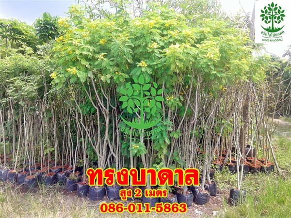 ขายต้นทรงบาดาลสูง2เมตร | จริงใจไม้มงคล แอนด์ แลนด์สเคป - ลำลูกกา ปทุมธานี