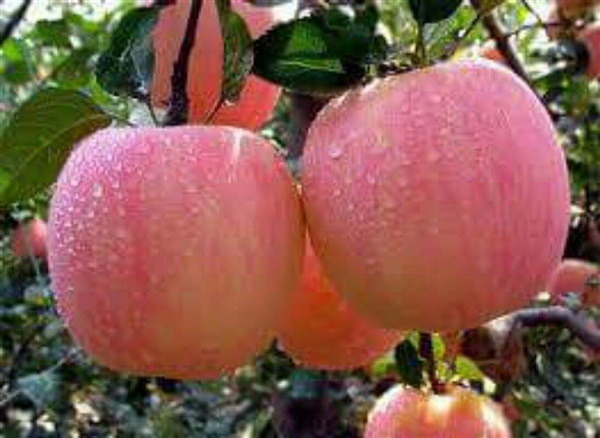 ต้นแอปเปิ้ลฟูจิ (Fuji Apple)เพาะเมล็ด | ธนพรฟลาวเวอร์ -  นครราชสีมา