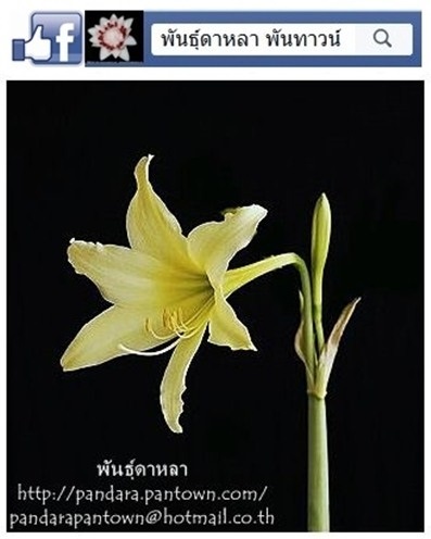 ว่านสี่ทิศสีเหลือง | พันธุ์ดาหลา - เมืองเชียงใหม่ เชียงใหม่