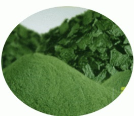 สาหร่ายเกลียวทอง สไปรูลิน่า เกรดอาหารสัตว์ Spirulina (Feed)