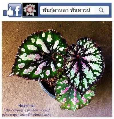 ฺBegonia