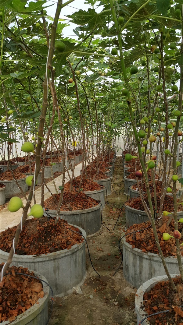 กิ่งมะเดื่อฝรั่ง fig | สวนมะเดื่อฝรั่งสันกำแพง - สันกำแพง เชียงใหม่