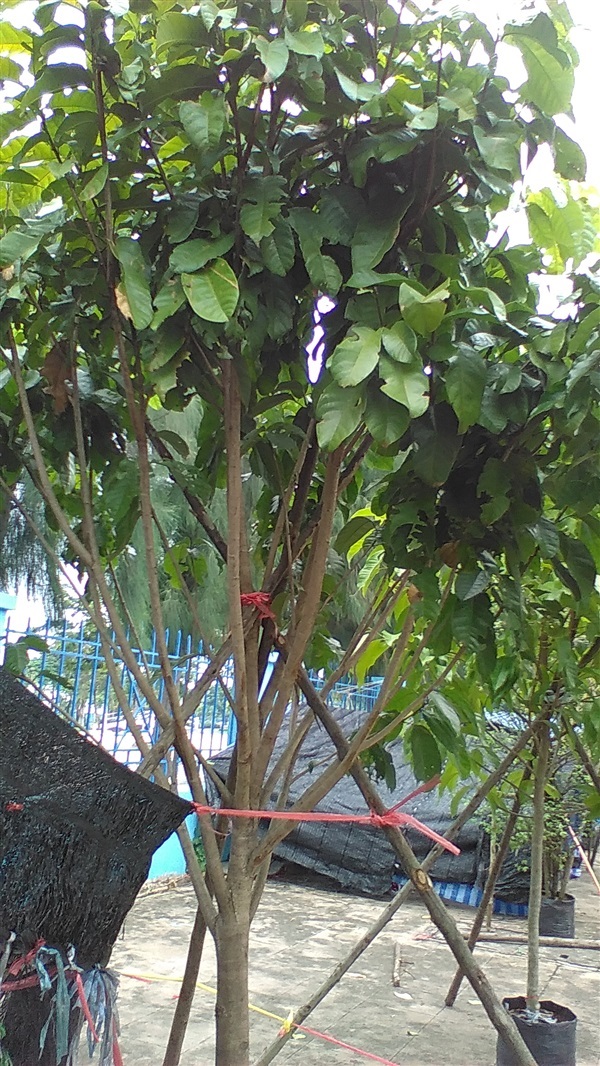 ต้นเกาลัด | น้องโชกุลพันธุ์ไม้้ - เมืองปราจีนบุรี ปราจีนบุรี