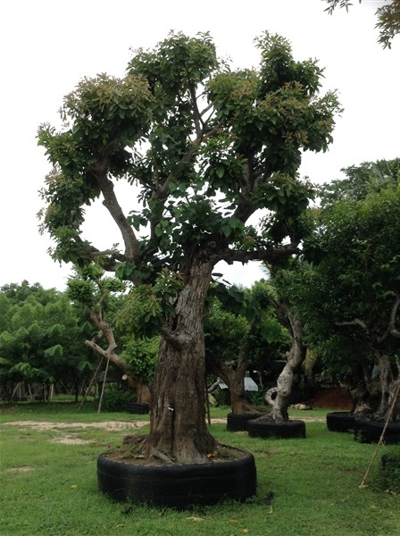 ต้นจิกน้ำ | สวนเดอะอาร์ท การ์เดนท์ - เมืองสระบุรี สระบุรี
