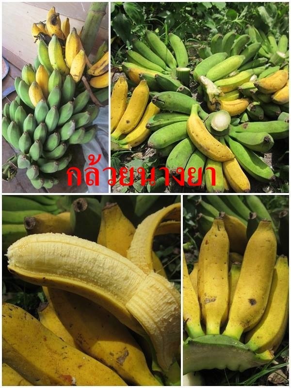 กล้วยนางยา | บ้านสวนกล้วย - เมืองอุบลราชธานี อุบลราชธานี