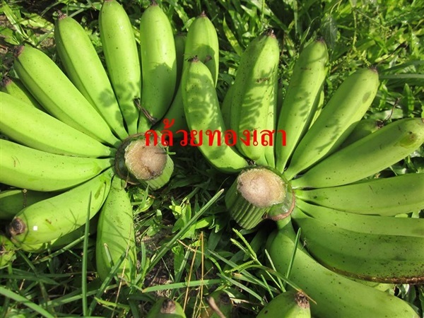 กล้วยทองเสา | บ้านสวนกล้วย - เมืองอุบลราชธานี อุบลราชธานี