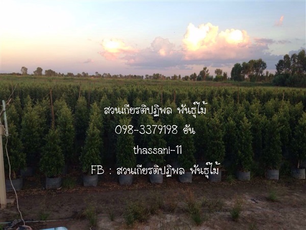 ต้นไทรเกาหลี | เกียรติปฏิพล พันธ์ไม้ - เมืองนครนายก นครนายก