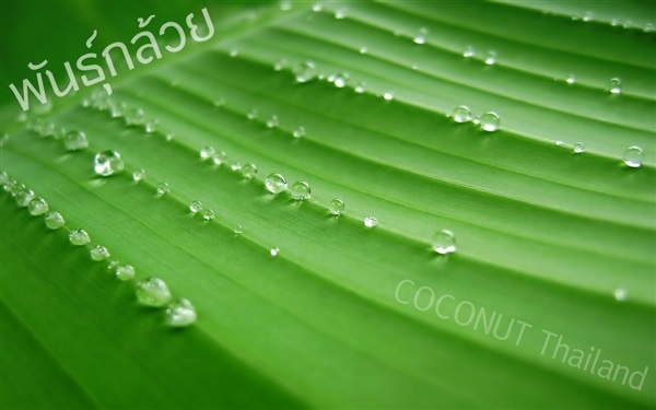 กล้วยหอมทอง | COCONUT มะพร้าวไทย - บางน้ำเปรี้ยว ฉะเชิงเทรา