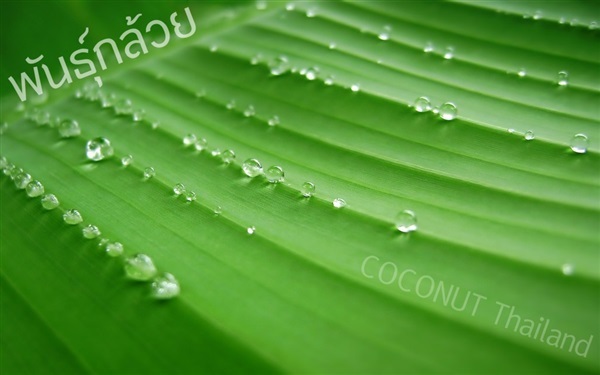 กล้วยไข่ | COCONUT มะพร้าวไทย - บางน้ำเปรี้ยว ฉะเชิงเทรา