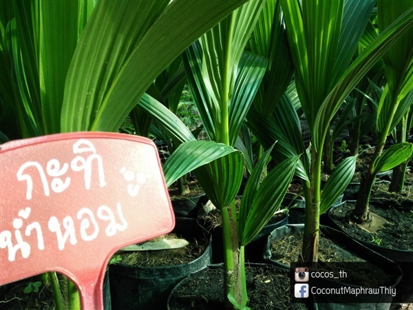 มะพร้าวน้ำหอมกะทิ | COCONUT มะพร้าวไทย - บางน้ำเปรี้ยว ฉะเชิงเทรา