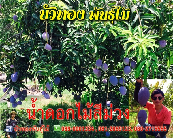 มะม่วงน้ำดอกไม้สีม่วง | บัวทองพันธุ์ไม้ - บางบัวทอง นนทบุรี