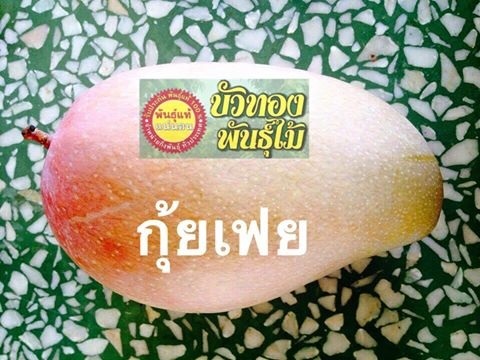 มะม่วงกุ้ยเฟย | บัวทองพันธุ์ไม้ - บางบัวทอง นนทบุรี