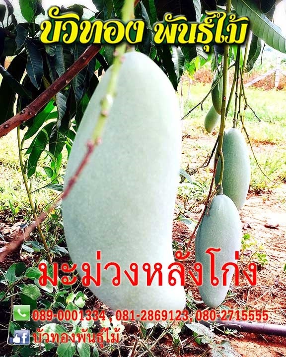 มะม่วงหลังโก่ง | บัวทองพันธุ์ไม้ - บางบัวทอง นนทบุรี