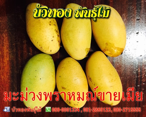 มะม่วงพราหมณ์ขายเมีย | บัวทองพันธุ์ไม้ - บางบัวทอง นนทบุรี