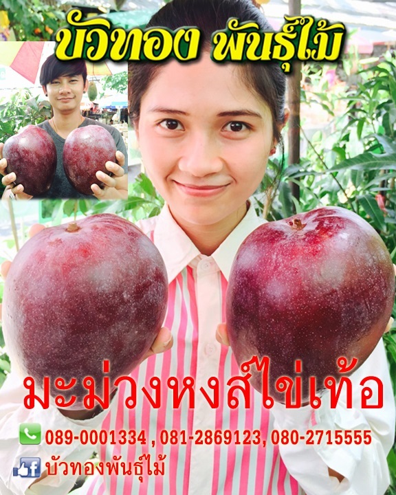 มะม่วงหงส์ไข่เท่อร์ | บัวทองพันธุ์ไม้ - บางบัวทอง นนทบุรี