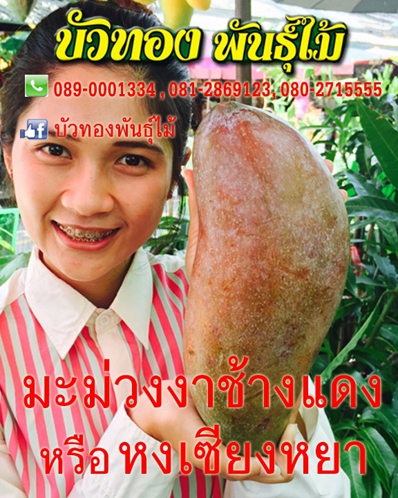 มะม่วงงาช้างแดง | บัวทองพันธุ์ไม้ - บางบัวทอง นนทบุรี