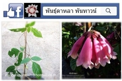 แพรวชมพู  | พันธุ์ดาหลา - เมืองเชียงใหม่ เชียงใหม่