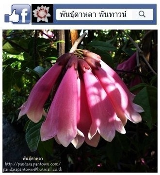 แพรวชมพู