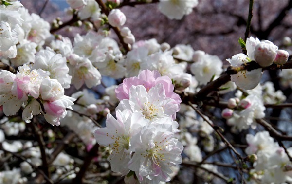 ดอกเหมย Prunus persica white flower