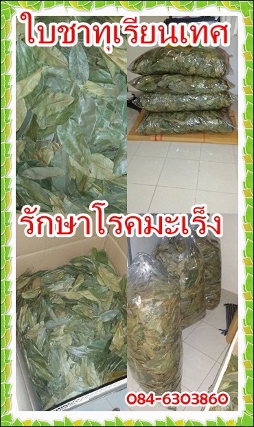 ใบชาทุเรียนเทศหรือทุเรียนน้ำ | Tree N'Tintin - เมืองชุมพร ชุมพร