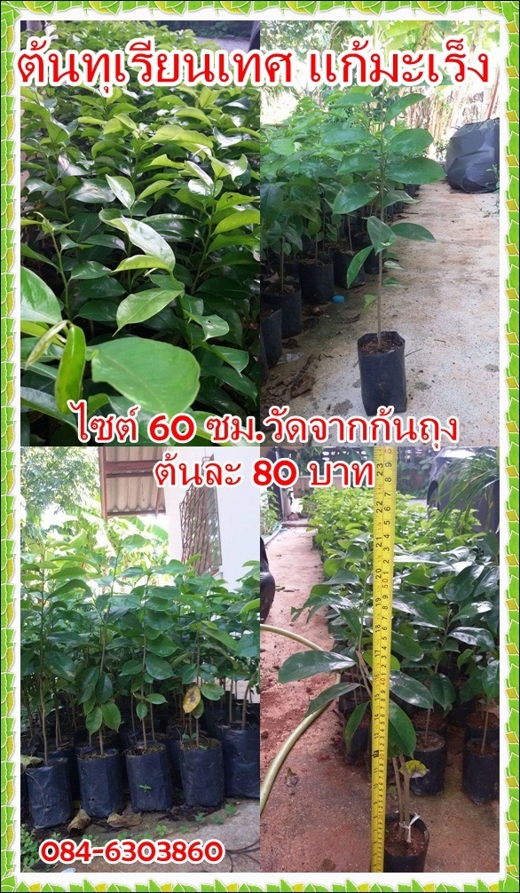 ต้นทุเรียนเทศหรือทุเรียนน้ำ | Tree N'Tintin - เมืองชุมพร ชุมพร