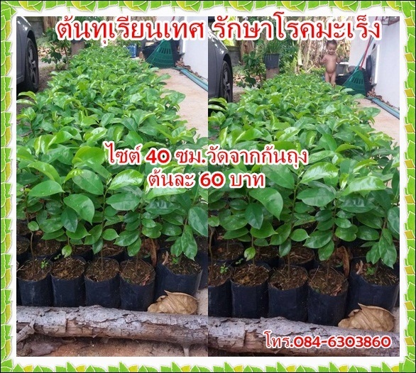 ต้นทุเรียนน้ำ | Tree N'Tintin - เมืองชุมพร ชุมพร