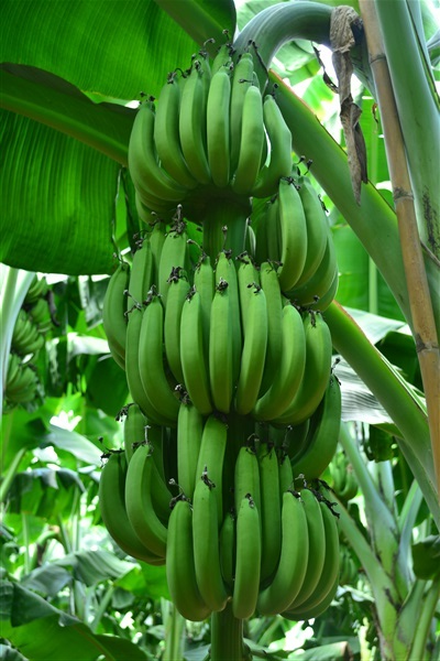 จำหน่ายหน่อกล้วยหอมทอง | ภราดร เทพพานิช - บางเขน กรุงเทพมหานคร