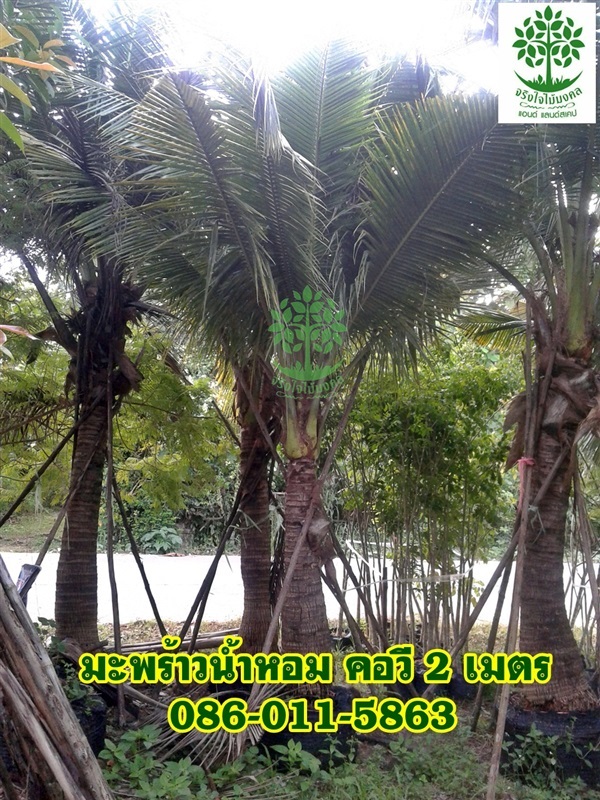 ขายต้นมะพร้าวน้ำหอมจากโคนถึงก้านแรก 2 เมตร | จริงใจไม้มงคล แอนด์ แลนด์สเคป - ลำลูกกา ปทุมธานี