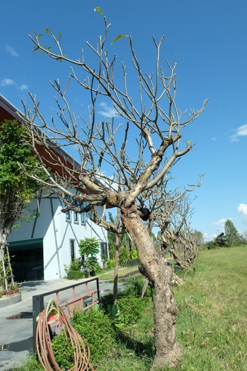 ฺB23 | แสงเจริญ ลีลาวดี - เมืองอุบลราชธานี อุบลราชธานี