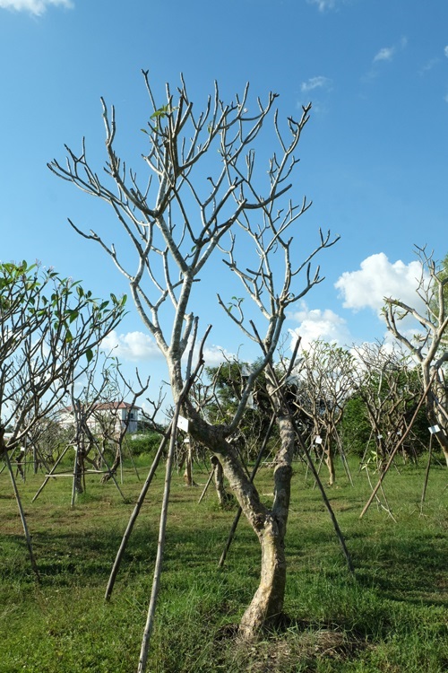 ต้นลีลาวดี ดอกขาวโบราณ ไซต์D3 | แสงเจริญ ลีลาวดี - เมืองอุบลราชธานี อุบลราชธานี