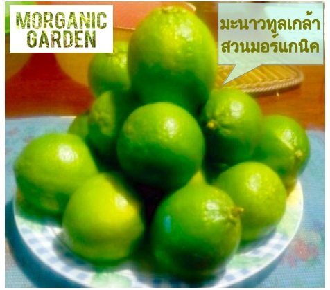 ขายลูกมะนาวทูลเกล้า จากสวนปลอดสาร ลูกดก โต น้ำหอม ไร้เมล็ด | สวนมอร์แกนิค  (Morganic Garden) -  นครนายก