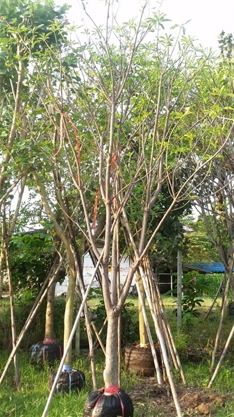 ต้นเป็ดน้ำ | สวน สวิง พันธุ์ไม้ล้อม - บ้านนา นครนายก