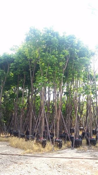 ต้นมะฮอกกานี | สวน สวิง พันธุ์ไม้ล้อม - บ้านนา นครนายก