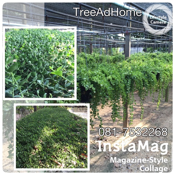 เดฟ, เดฟหัวใจ | TreeAdHome - สามพราน นครปฐม