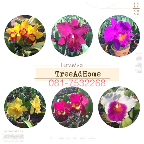 แคทลียา | TreeAdHome - สามพราน นครปฐม