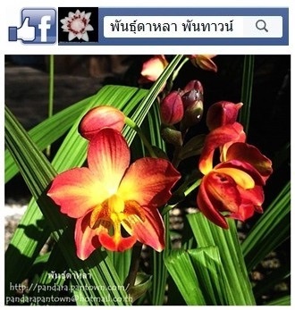 กล้วยไม้ดิน | พันธุ์ดาหลา - เมืองเชียงใหม่ เชียงใหม่