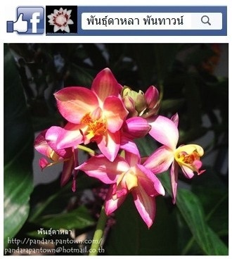 กล้วยไม้ดิน | พันธุ์ดาหลา - เมืองเชียงใหม่ เชียงใหม่