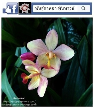 กล้วยไม้ดิน