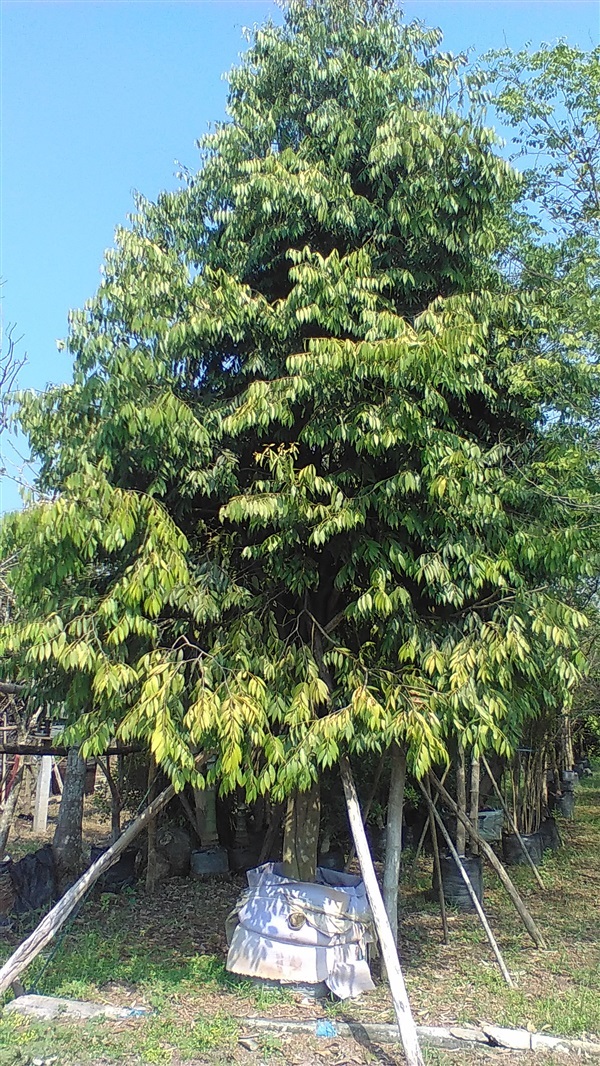 ต้นบุนนาค | น้องโชกุลพันธุ์ไม้้ - เมืองปราจีนบุรี ปราจีนบุรี