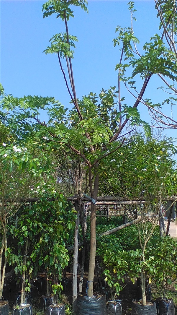 ต้นคูนชมพู | น้องโชกุลพันธุ์ไม้้ - เมืองปราจีนบุรี ปราจีนบุรี