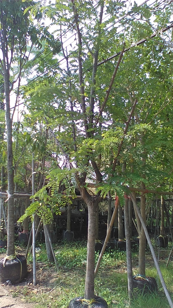 ต้นชัยพฤกษ์ | น้องโชกุลพันธุ์ไม้้ - ปราจีนบุรี