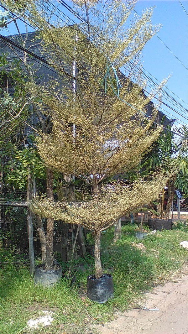 ต้นหูกระจงด่าง | น้องโชกุลพันธุ์ไม้้ - เมืองปราจีนบุรี ปราจีนบุรี