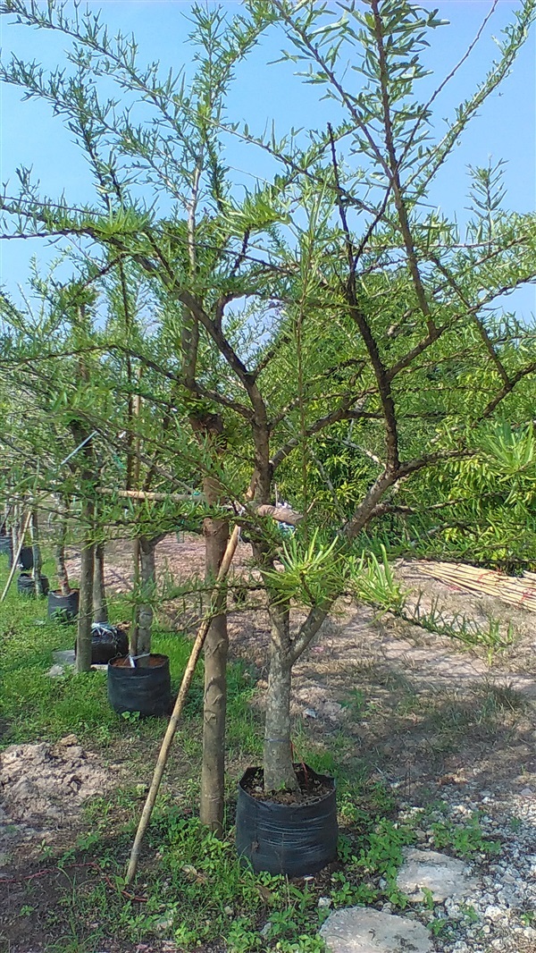 ต้นเป็ดฝรั่ง | น้องโชกุลพันธุ์ไม้้ - เมืองปราจีนบุรี ปราจีนบุรี