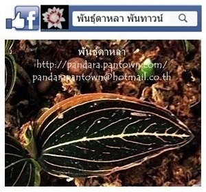 ว่านลายน้ำทองใบด่าง | พันธุ์ดาหลา - เมืองเชียงใหม่ เชียงใหม่