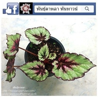 ฺBegonia