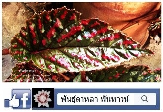 บีโกเนีย | พันธุ์ดาหลา - เมืองเชียงใหม่ เชียงใหม่