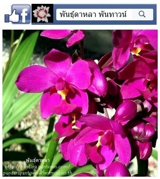 กล้วยไม้ดิน | พันธุ์ดาหลา - เมืองเชียงใหม่ เชียงใหม่