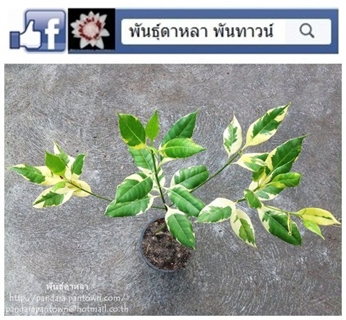 กันเกราใบด่าง | พันธุ์ดาหลา - เมืองเชียงใหม่ เชียงใหม่