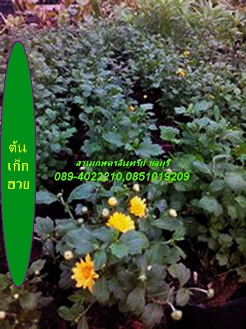 ขายต้นเก็กฮวย(ปลีกและส่ง) | สวนเกษตรอินทรีย์ - พนัสนิคม ชลบุรี