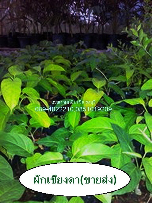 ขายต้นผักเชียงดา(ปลีกและส่ง) | สวนเกษตรอินทรีย์ - พนัสนิคม ชลบุรี